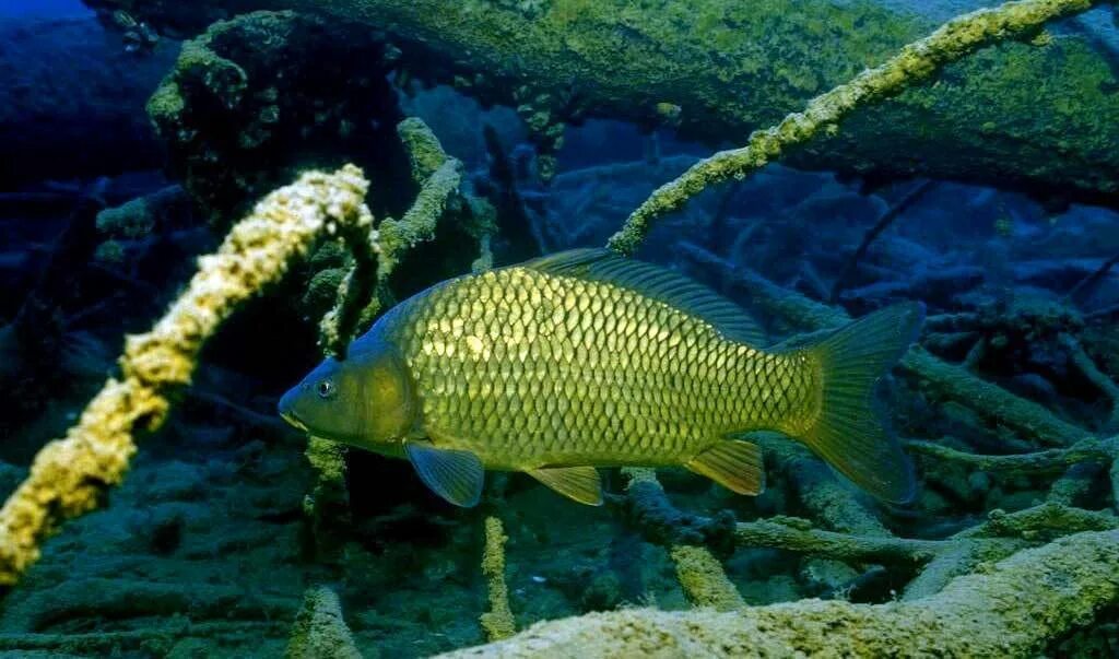 Карась среда обитания водная. Сазан (Cyprinus Carpio). Карп (Cyprinus Carpio). Карп обыкновенный – Cyprinus Carpio. Сазан (= Карп обыкновенный) – Cyprinus Carpio.