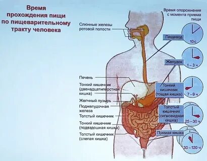 Последовательность прохождения пищи по системе