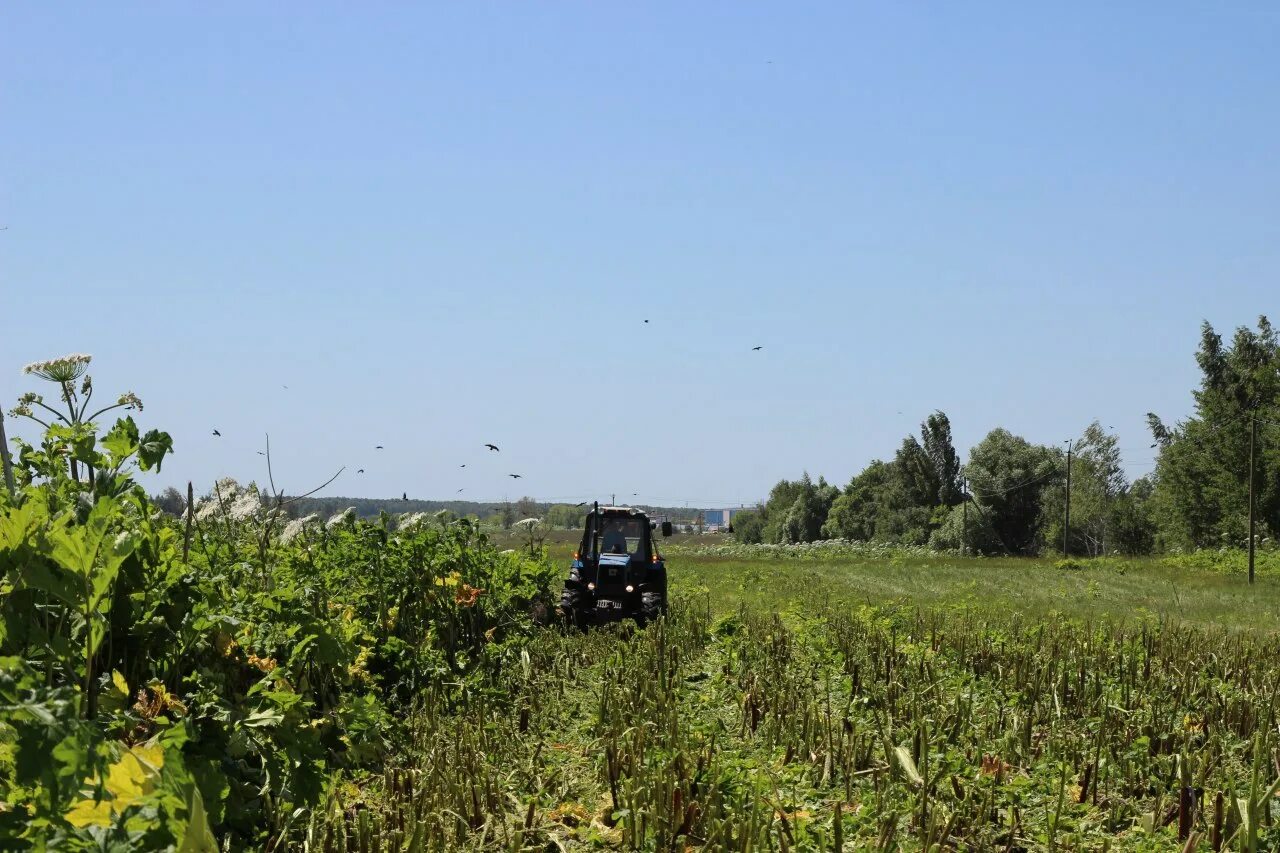 Ликвидация борщевика косилка. Станица бекешевская ставропольский край история. Бекет станница бекешевская. Село сорочье володарского района астраханской области. Станица бекешевская ставропольский край.