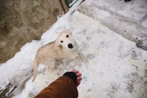 Приют поляна