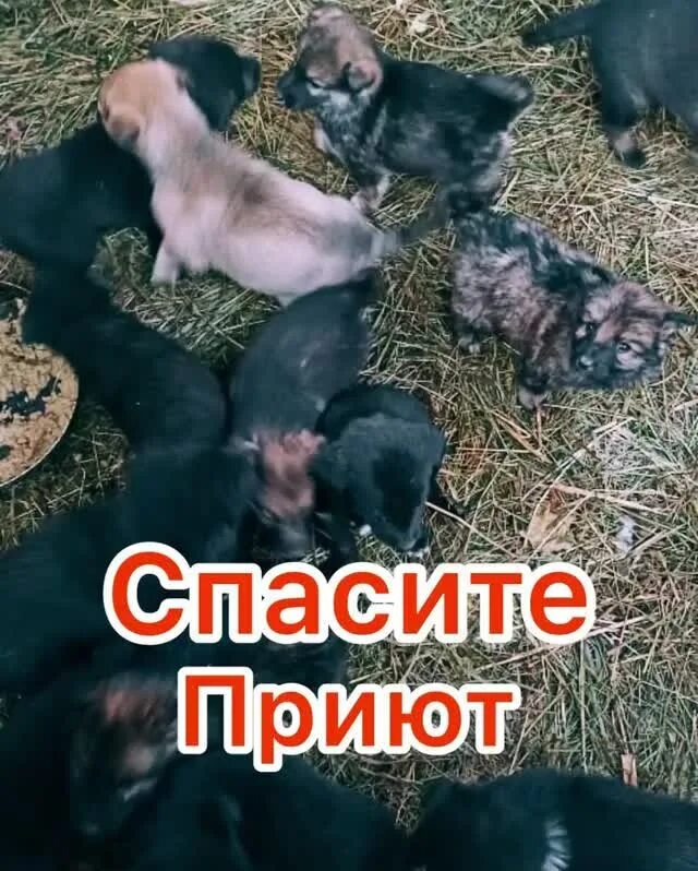 Бездомные животные саров. Приют подари жизнь. Приют подари жизнь калуга. Приют подари жизнь. Приют подари жизнь.