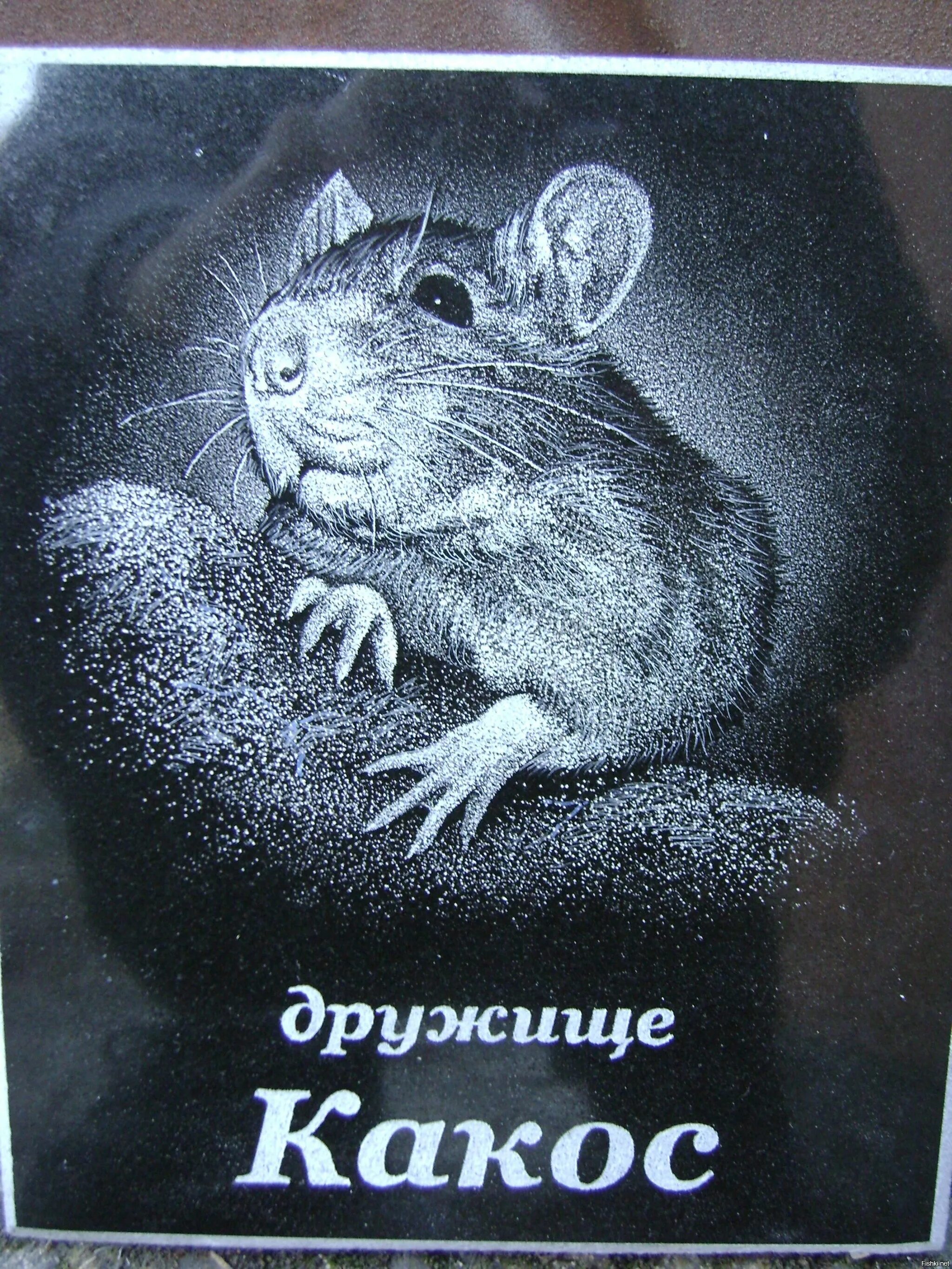 Беременность крысы дамбо. Дом для крыс кокос. Крыса живая. Крыса ест банан. Кокос крыса.