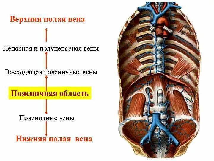 Правая непарная вена. Непарная вена топография. Непарная вена, v. Адняя межрёберная вена. Верхняя полая вена непарная вена.