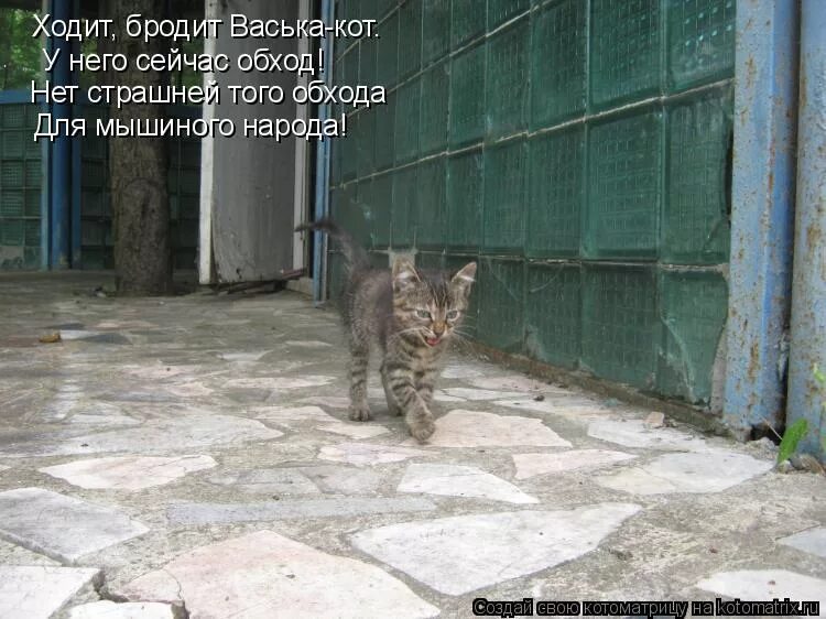 У любы кот васька. Кот Васька. Кот Васька приколы. Кот Васька вернулся. Кот бродяжничает.