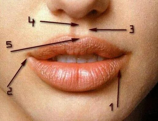 Части губ рта. Колонна фильтрума верхней губы. Поднятие уголков губ филлерами.
