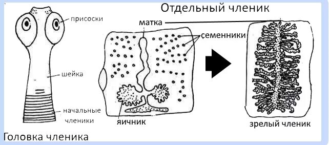 Бычий цепень замкнутая кровеносная система. Строение свиного цепня схема. Строение членика ленточного червя. Зрелый членик свиного цепня схема. Внутреннее строение свиного цепня.