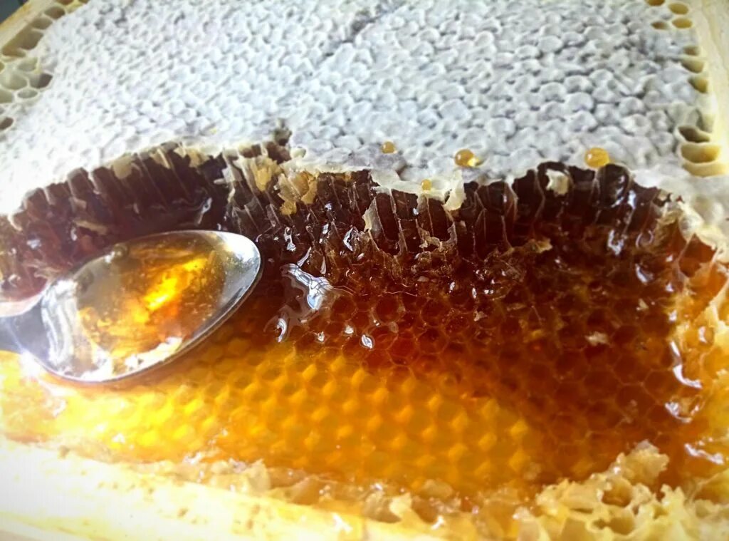 Забрус пчелиный. Алтайский гречишный мед в сотах. Мед в сотах забрус. Мед в сотах на тарелке.