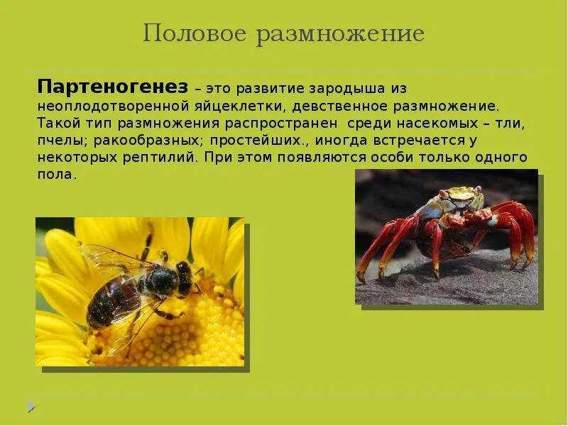 Половое размножение партеногенез. Партеногенез у насекомых. Партеногенетическое размножение. Партеногенез размножение.