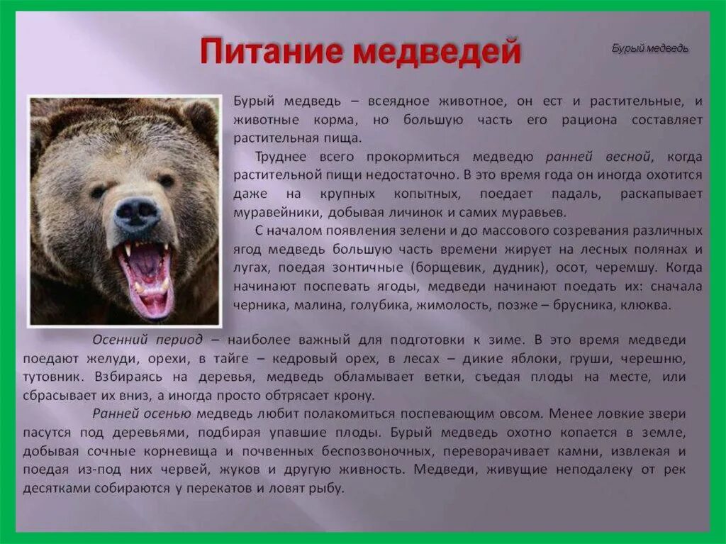 Бурый медведь описание. Рассказ про бурого медведя. Доклад о медведях. Доклад на тему медведь. Описание медведя по плану