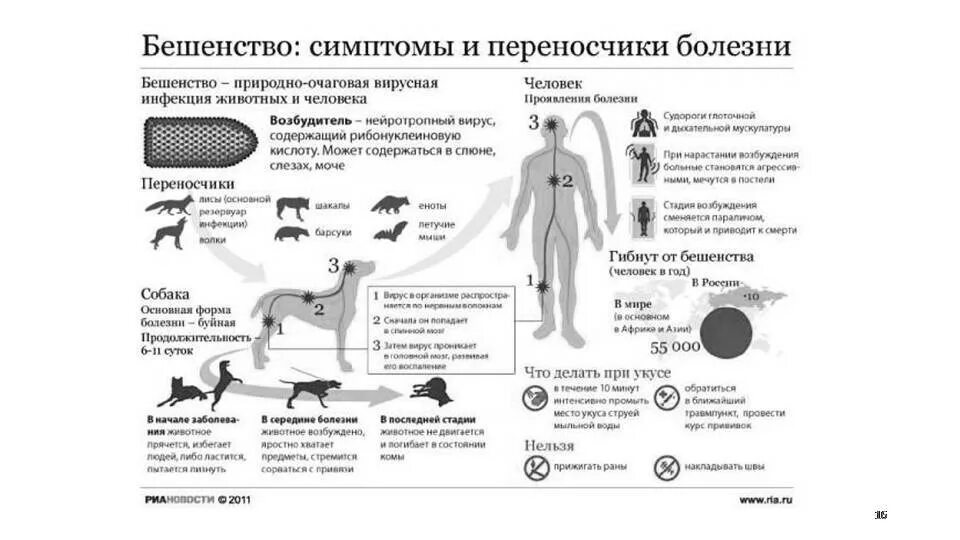 Человек заболел бешенством. Инкубационный период бешенства у собак после заражения. Симптомы бешенства у людей заражение от животных. Переносчики вируса бешенства. Кошачье бешенство симптомы у кошек.