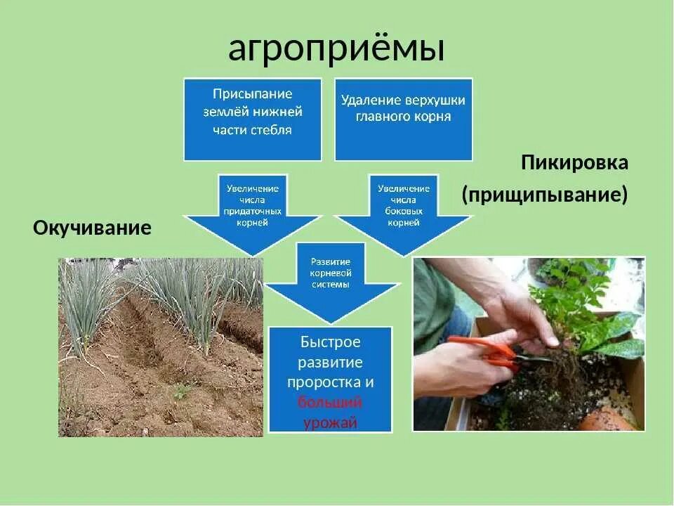 Окучивание растений. Агротехнические приемы ЕГЭ биология. Агротехнические приемы пикировка. Пикировка корня и окучивание. Этапы агротехнического приема