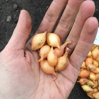 Лук золотой бочонок