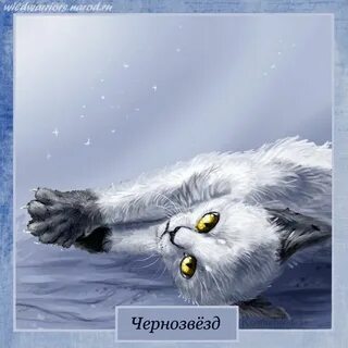 Чернозвезд