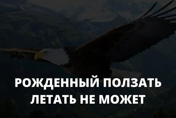 Рожденный ползать летать не может чьи слова. Рождённый ползать летать не может на латыни. Картинка орел. Рождённые ползать летать не могут. Рожденный ползать летать не может.