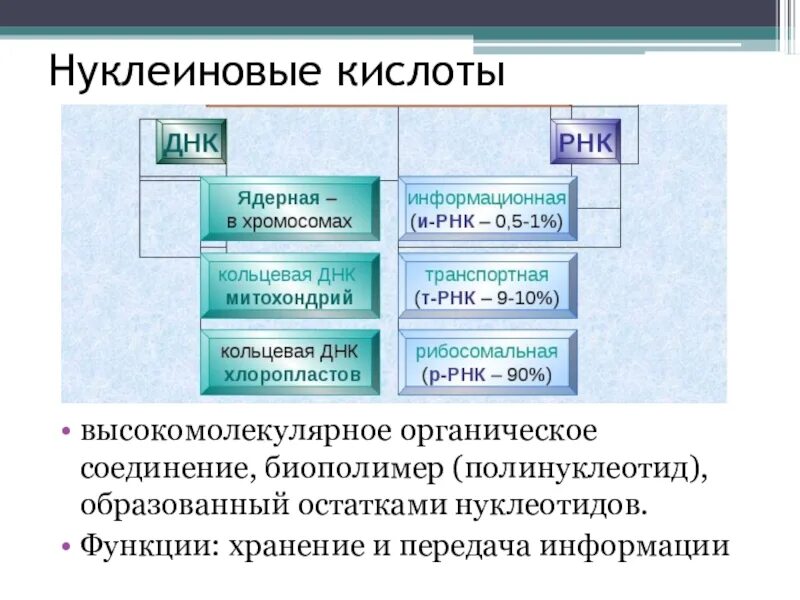 Химические соединения биополимеров. Органические вещества нуклеиновые. Органические вещества клетки нуклеиновые кислоты. Функции нуклеиновых кислот. Органические вещества клетки белки нуклеиновые кислоты.