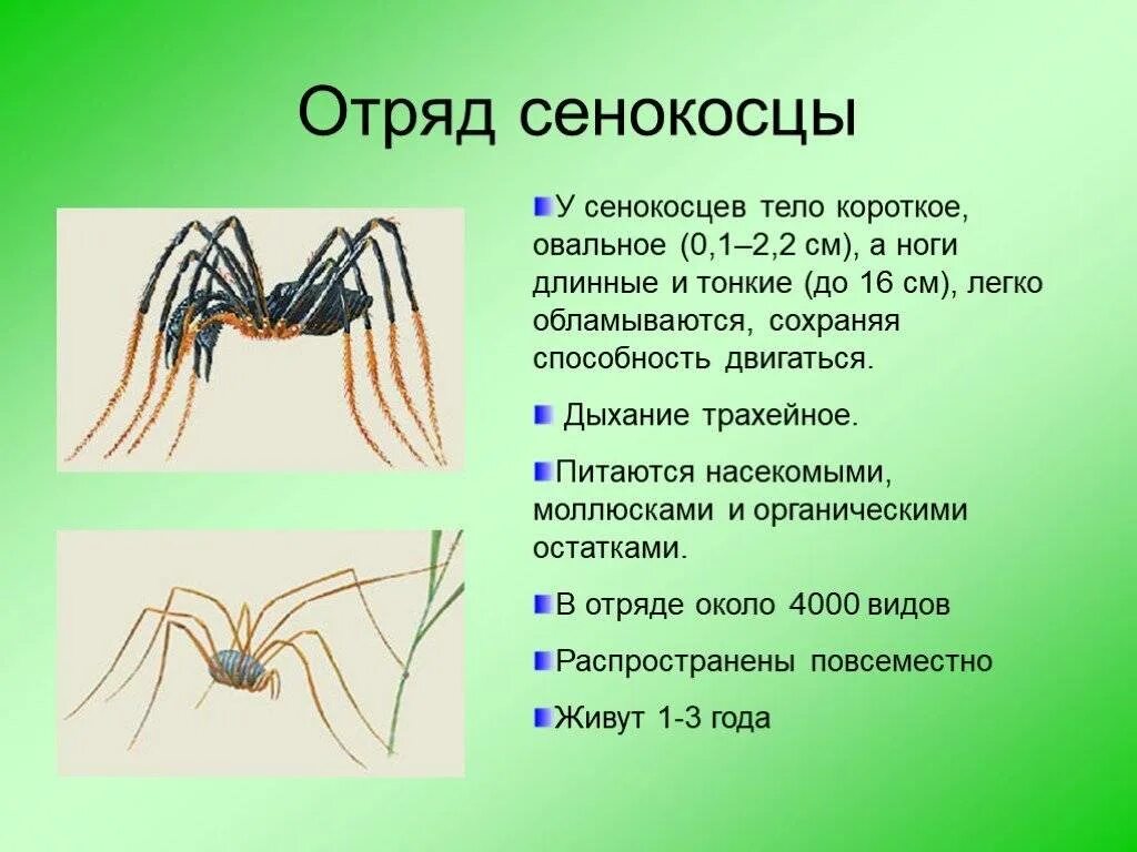 Признаки паукообразных животных. Сенокосцы отряд паукообразных. Отряд сенокосцы представители. Отряд сенокосцы общая характеристика. Паукообразные сенокосцы представители.