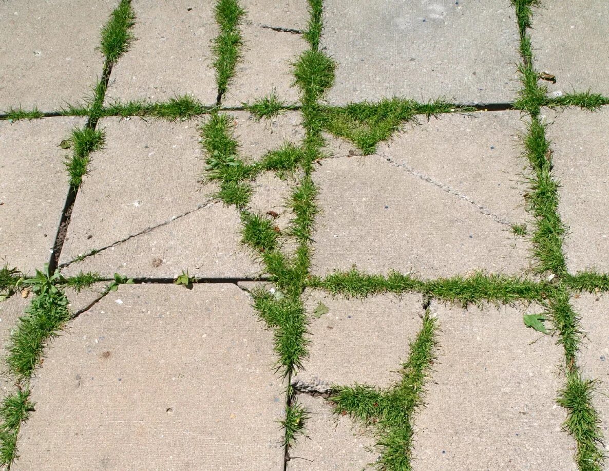 Сорняки между плитками. Плитка на газоне. Тротуарная плитка с травой в швах. Трава между плитками.