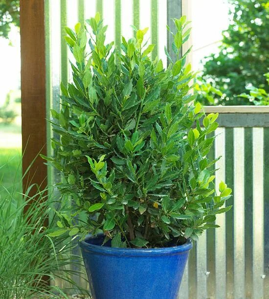 Bay Leaf Tree Laurus Nobilis Seeds Bay leaf tree, Natural insecticide, Laurus no