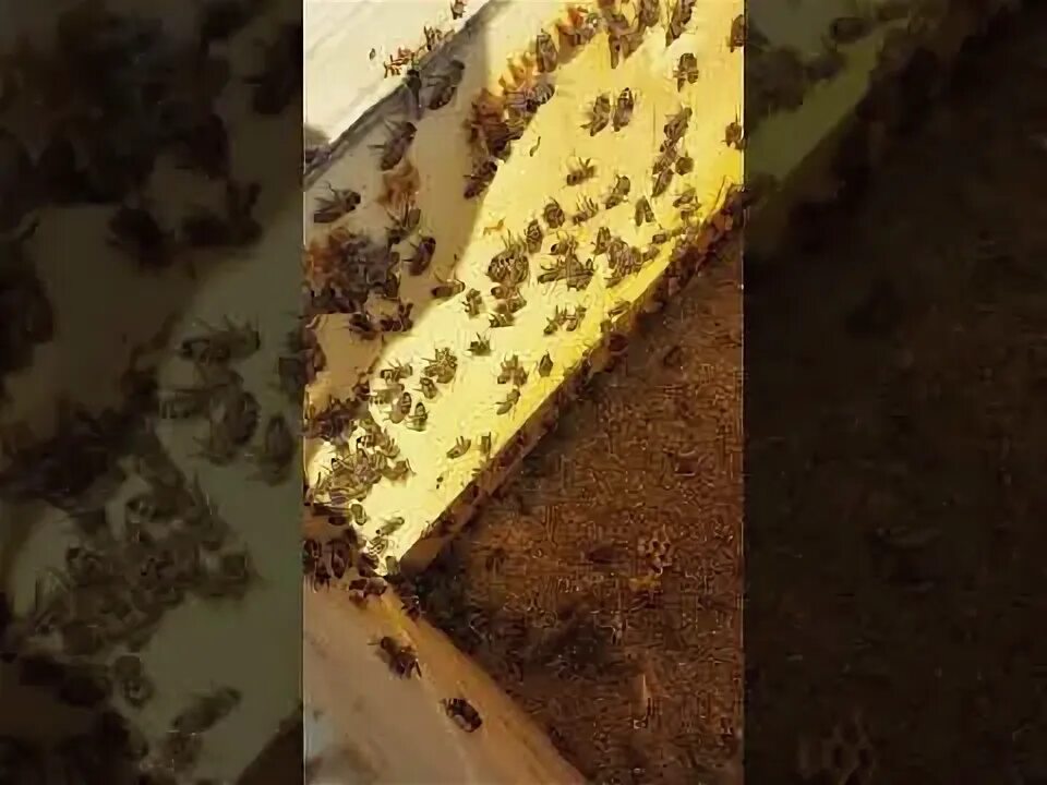 Пчелы 1 разбор. Пчёлы 1 разбор.