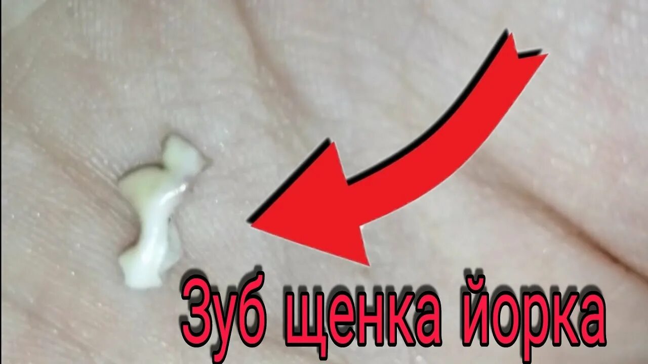 Удалить зубы йорку
