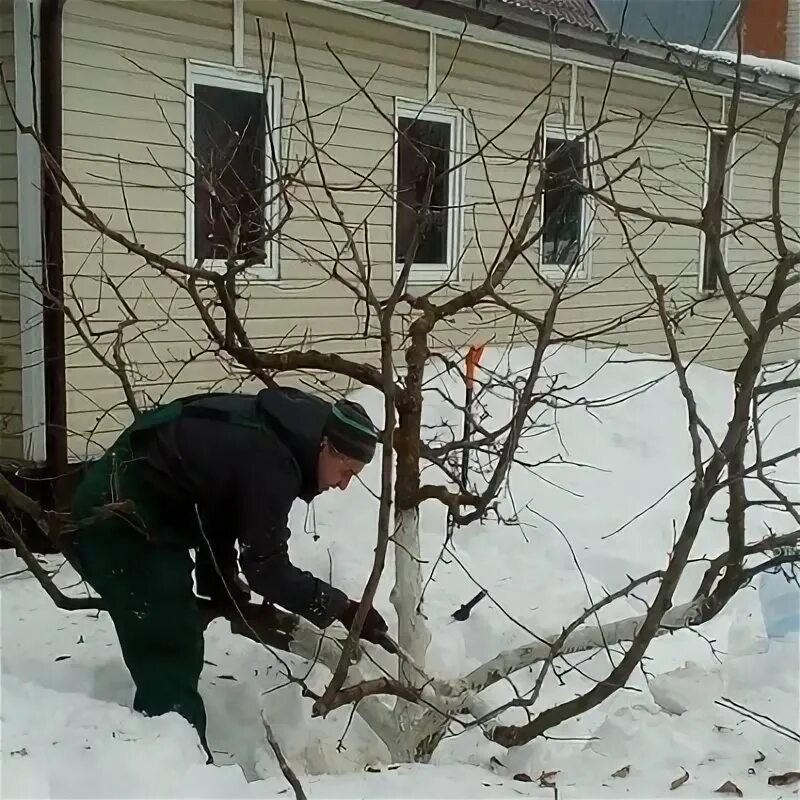 Специалист по обрезке плодовых деревьев. Обрезка деревьев зимой. Ландшафтная обрезка деревьев. Зимняя обрезка деревьев в саду. Обрезка плодовых зимой.