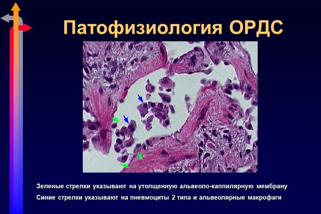 Ордс крипта