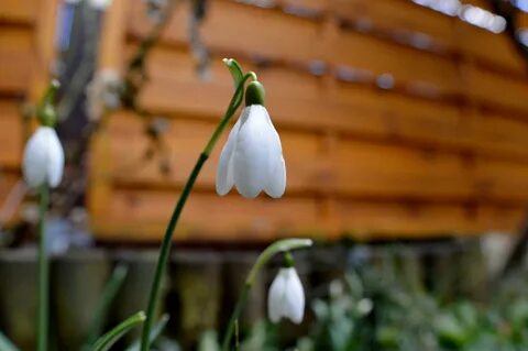 Early Spring Flowers: Plant Early Blooming Spring Flowers In The