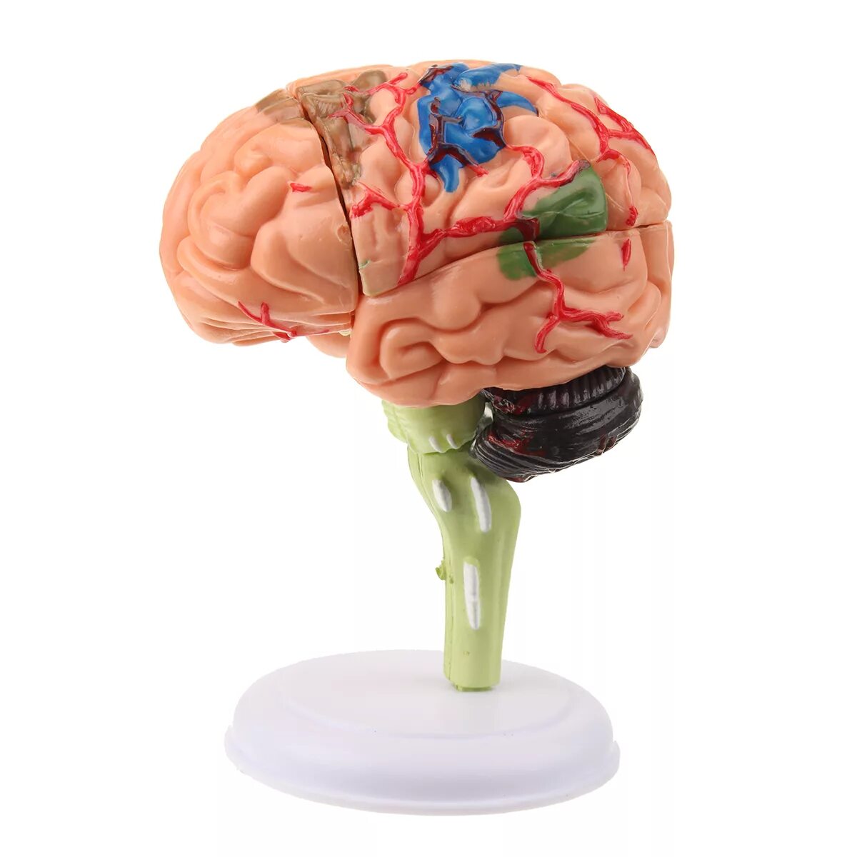 Brain model. Муляж мозга. Макет мозга. Модель мозга человека анатомическая.
