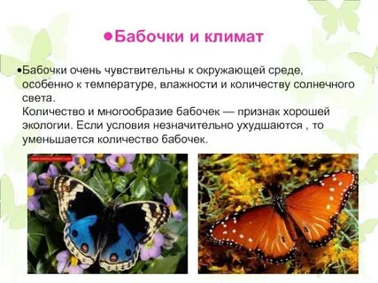 Бабочки их жизнь