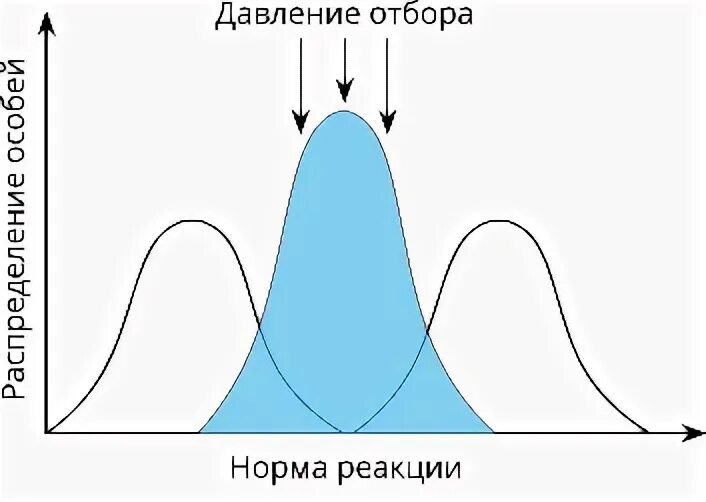 Примеры дизруптивной формы естественного отбора Презентация "Движущие силы эволюции"