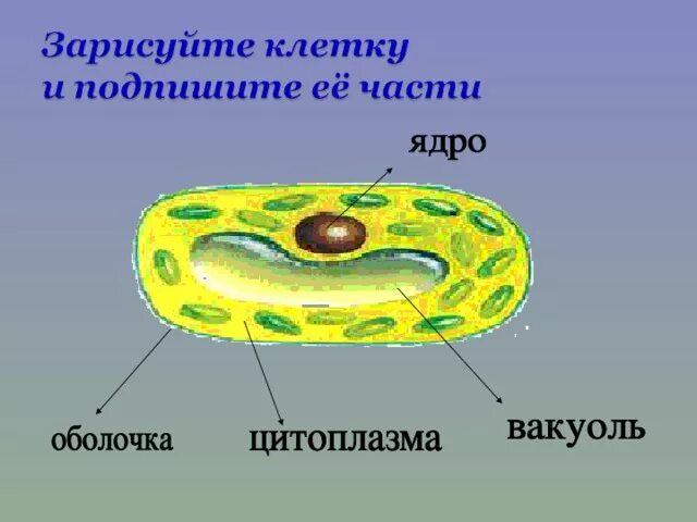 Обозначьте на рисунке части клетки