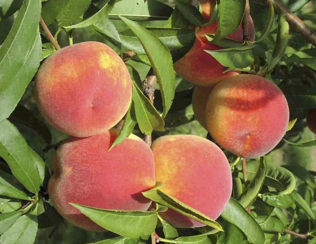 персик колоновидная золотой триумф. колоновидные плодовые деревья персик. персик тотем. персик тотем. персик колоновидный золотой триумф.