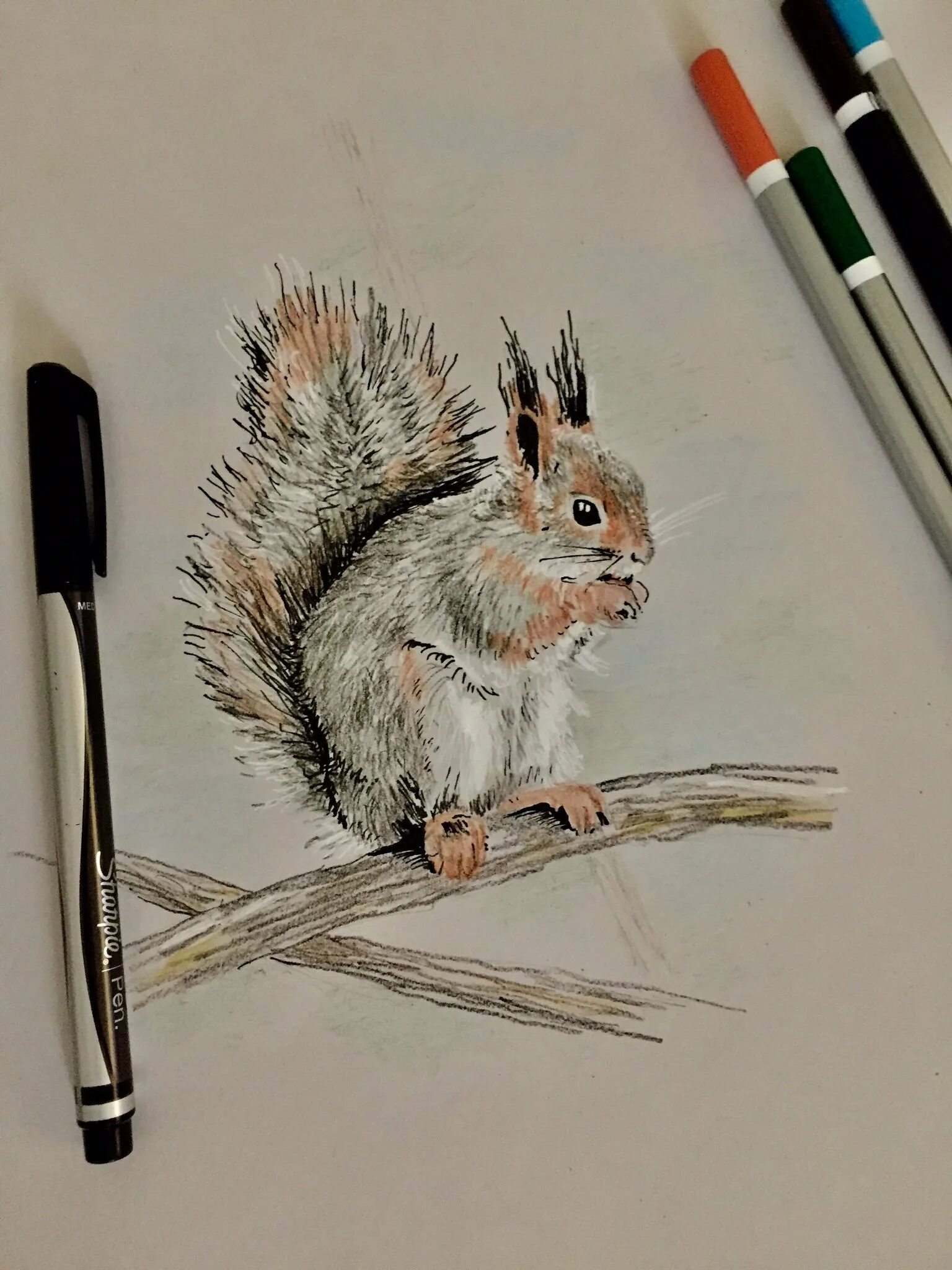 Белка рисунок. Белка маркерами. Белка маркерами. Белка маркерами. Белка маркерами.