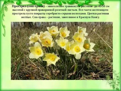 Сон красная книга
