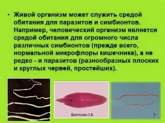 Организм является средой обитания для. Организменная среда 5 класс биология. обитатели организменной среды. примеры видов в организменной среде жизни.