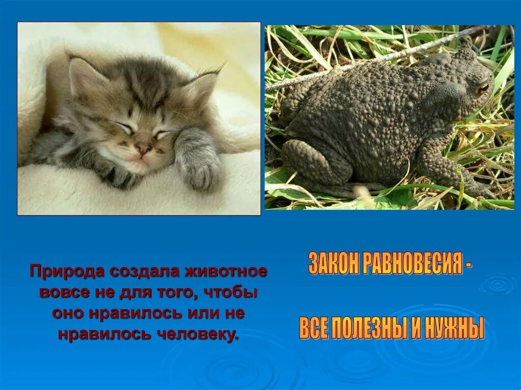 Проект на тему животные 3 класс Урок по английскому языку в 3 классе "Дикие и домашние животные" МОУ ДОД "Сямжен
