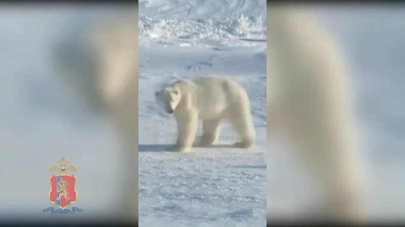 Белый медведь в тепловизоре. Карское море белый медведь. Диксон посёлок белый медведь. Заметивший зверя