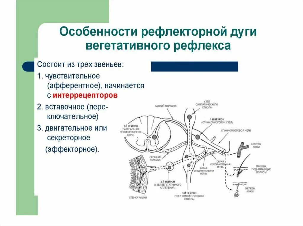 Дуги вегетативной нервной системы. Рефлекторная дуга нервной системы. Рефлекторная дуга вегетативной нервной системы. Рефлекторная дуга вегетативного рефлекса парасимпатической нервной. Рефлекторная дуга симпатической нервной системы гистология.