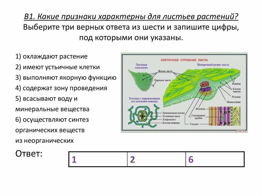 Выберите признаки растительной клетки. Какие признаки характерны для растений. Какие признаки характерны для листьев растений. Три признака растений. Выберите признаки растений.