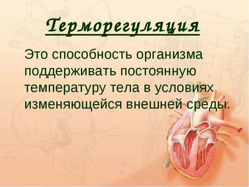 Роль кожи в терморегуляции. Терморегуляция презентация. Роль кожи в терморегуляции таблица. Роль кожи в терморегуляции конспект. Роль кожи в терморегуляции организма 8 класс