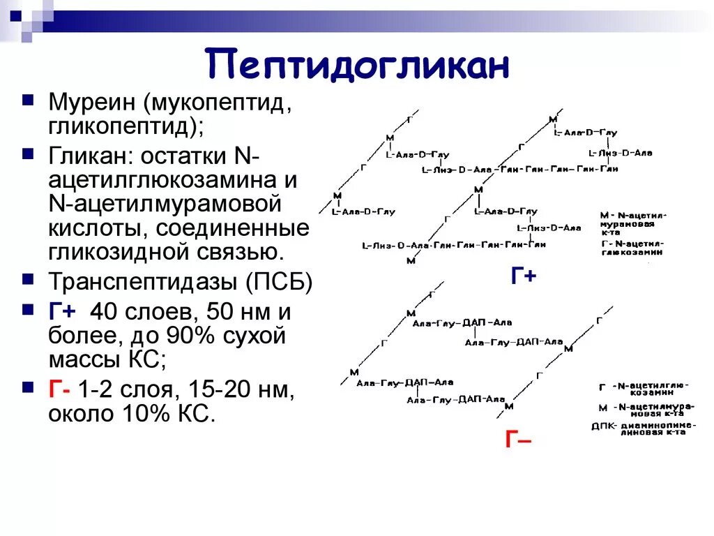 Пептидогликан строение микробиология. Строение муреина микробиология. Строение муреина бактерий. Структура пептидогликана микробиология.