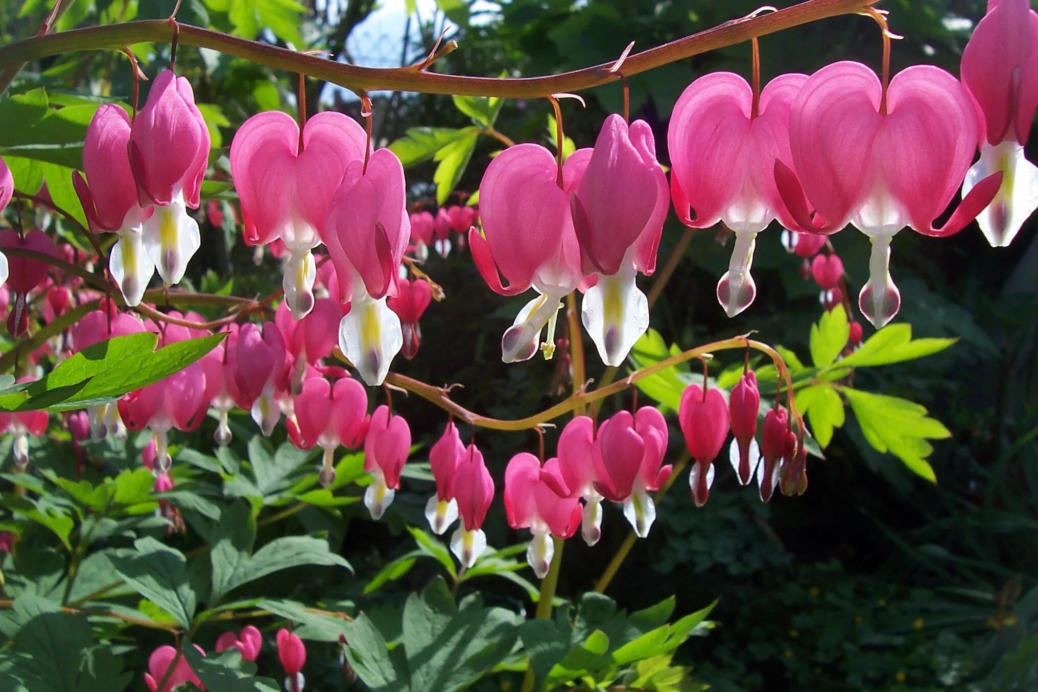 Цветок цветущий сердечками. Дицентра великолепная (spectabilis). дицентра spectabilis pink. дицентра великолепная (dicentra spectabilis). дицентра цветок разбитое сердце.