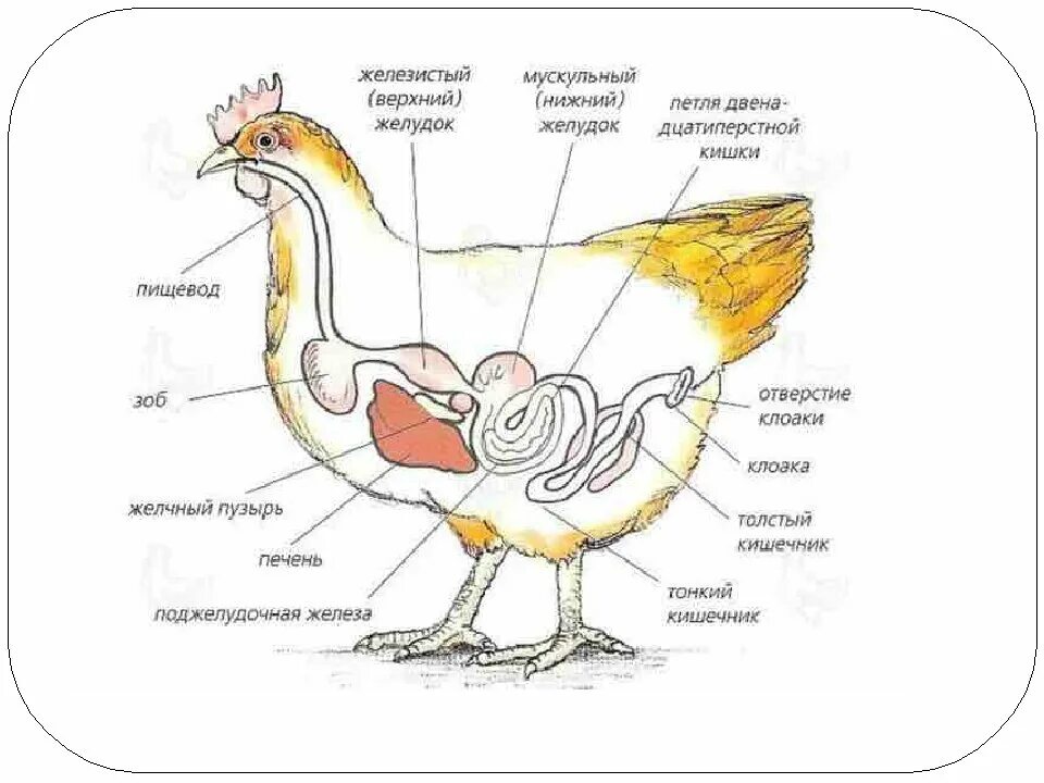 Яйцевод курицы анатомия. Схема строения яйцевода курицы. Строение зоба у птиц. Строение курицы органы зоб.