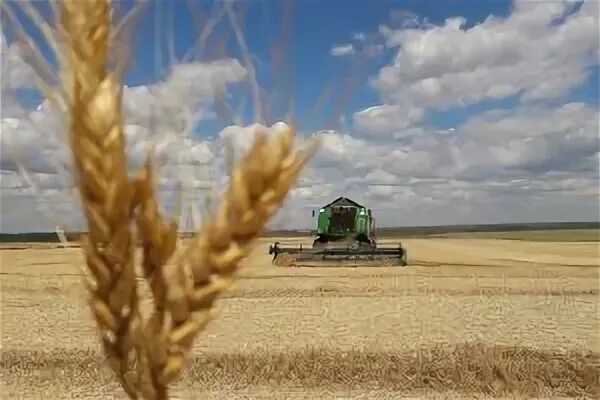 Уборка пшеницы в глушковском районе. Пристенская зерновая компания курская область. Зерно курская область. Зерно курская область. Зерно курская область.