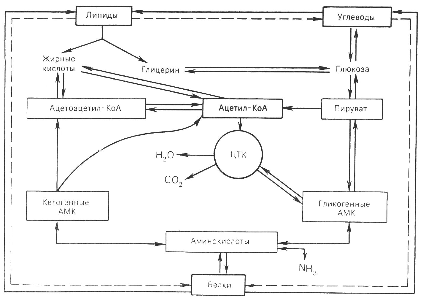 Взаимосвязь обмена углеводов, липидов, аминокислот (схема).. Схема взаимосвязи обмена аминокислот и углеводов. Схема взаимосвязи обмена углеводов липидов и белков. Схема взаимосвязи углеводного и липидного обмена.