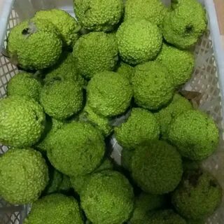 Адамово яблоко где