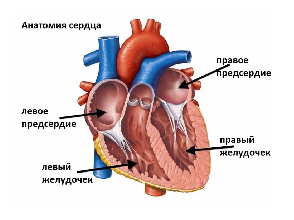 Где предсердие