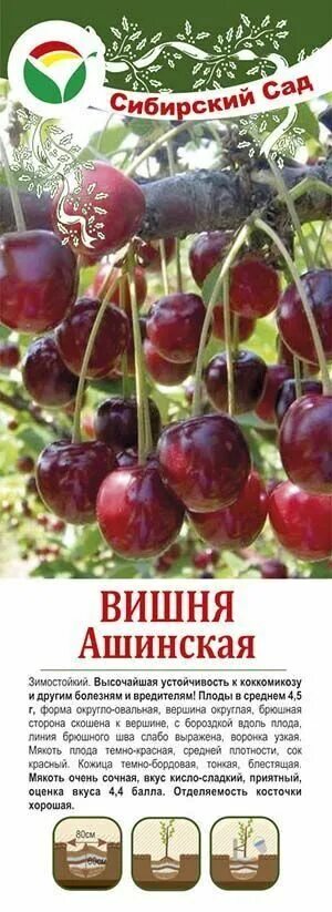 Вишня ашинский гибрид. Вишня сорт Ашинская. Вишня Степная Ашинская. Вишня Ашинская описание. Вишня Ашинская Ашинский гибрид.