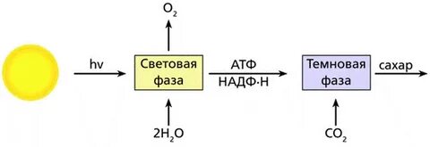 Световая и темновая фаза