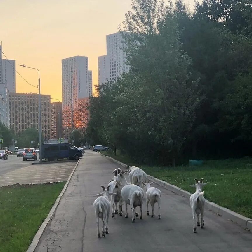 Юзао вк. Бутовский парк Южное Бутово. Бутовский парк Северное Бутово. Южное Бутово Москва. Район Бутово Москва.